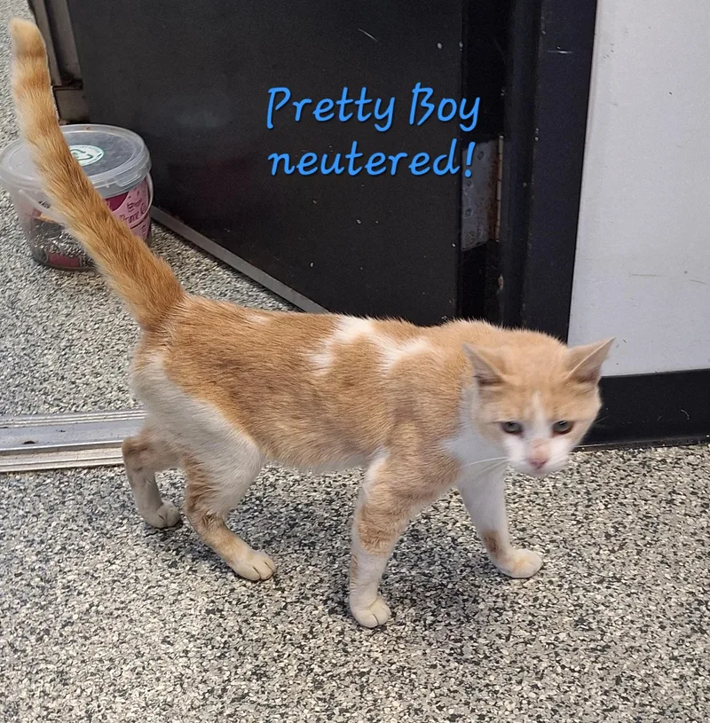 Pretty Boy thumbnail 4