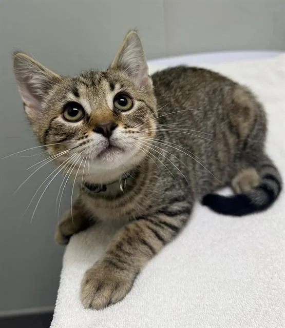 A baby small-sized male Domestic Short Hair cat named Dr. Pepper for adoption in Leesburg, VA