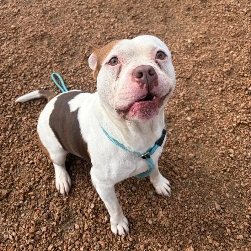 An adult small-sized male White / Cream American Staffordshire Terrier dog named "boomer" Kcac for adoption in Kerrville, TX