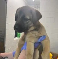 A baby medium-sized male Mixed Breed dog named Josh for adoption in West Chester, PA