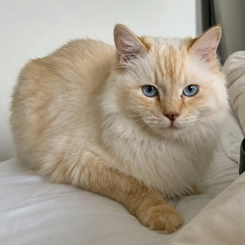 An adult large-sized male Flame Point Himalayan cat named Theo for adoption in HANSON, MA