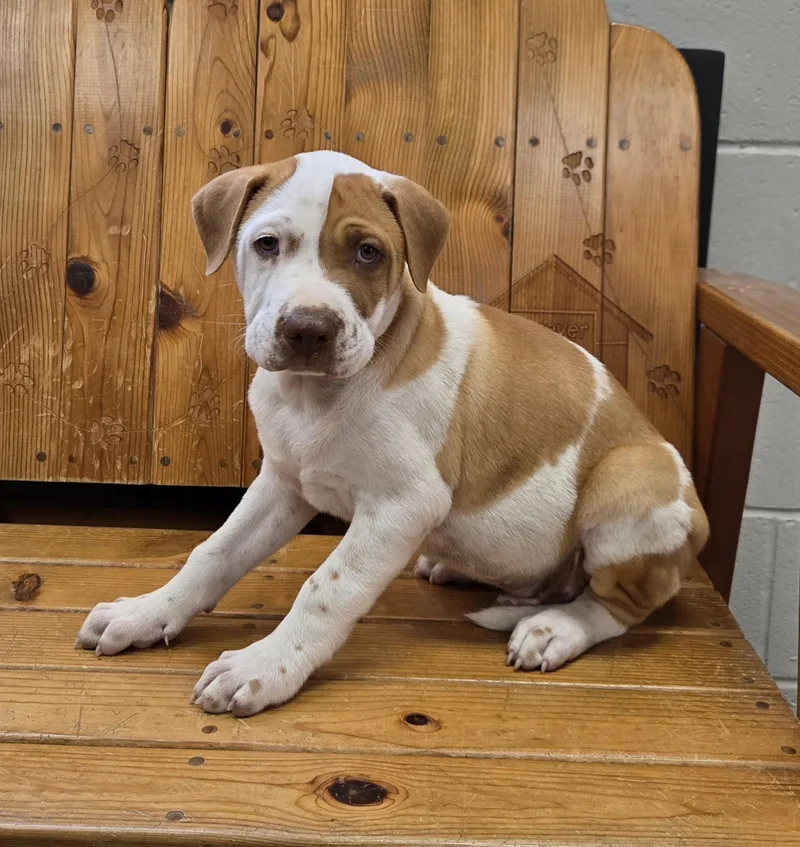A baby medium-sized male White / Cream American Bulldog dog named Hades for adoption in Parsons, KS