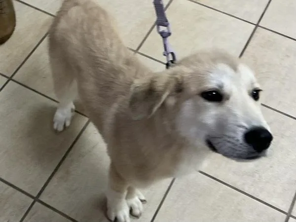 A baby small-sized male Labrador Retriever dog named Bernard for adoption in Virginia Beach, VA