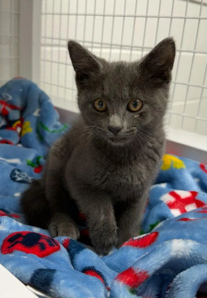 A baby medium-sized male Domestic Short Hair cat named Rowan for adoption in St. Helens, OR