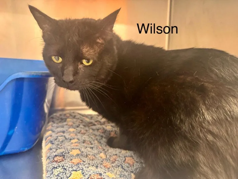 An adult medium-sized male Black Domestic Short Hair cat named Wilson for adoption in Saint George, UT