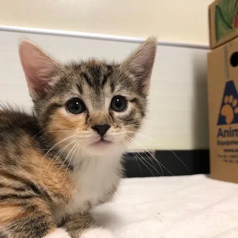 A baby small-sized female Brown / Chocolate Domestic Short Hair cat named Parfait for adoption in Novelty, OH