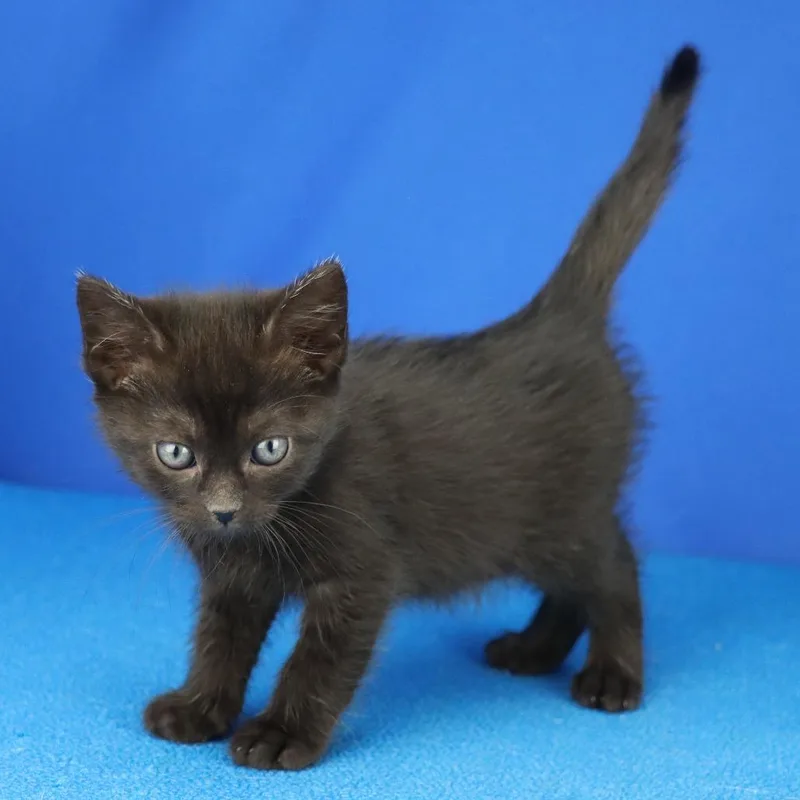 A baby small-sized female Black Domestic Short Hair cat named Buttercup U for adoption in Tupelo, MS