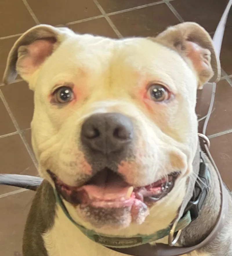 A young large-sized male Mixed Breed dog named Pink for adoption in Olean, NY