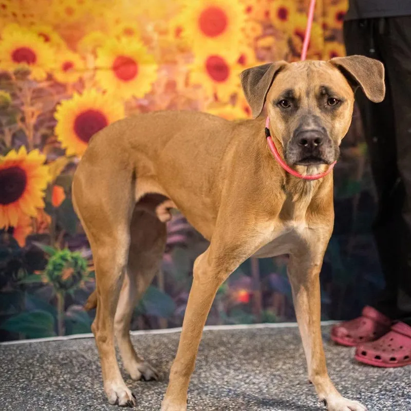 An adult large-sized male Yellow / Tan / Blond / Fawn Great Dane dog named Jameson for adoption in Washington, DC