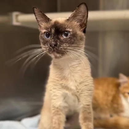 An adult medium-sized female Domestic Short Hair cat named Sadie for adoption in Kansas City, MO