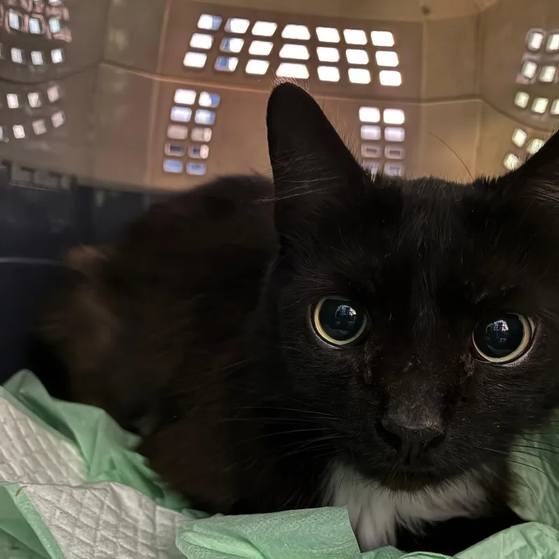An adult large-sized female Black Domestic Long Hair cat named Zelda for adoption in Huntington, WV