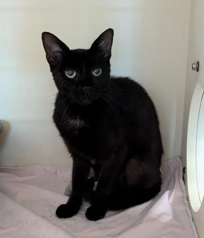 An adult medium-sized female Black & White / Tuxedo Domestic Short Hair cat named Serena for adoption in Ocala, FL
