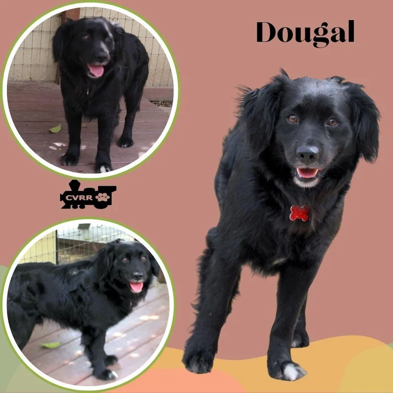 Dougal