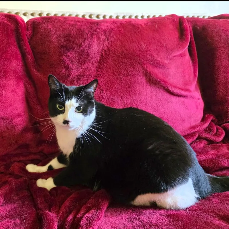 An adult large-sized female Black Domestic Short Hair cat named Ms. Moo for adoption in Huntsville, AL