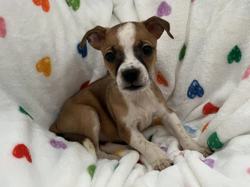 Amaretto thumbnail 2