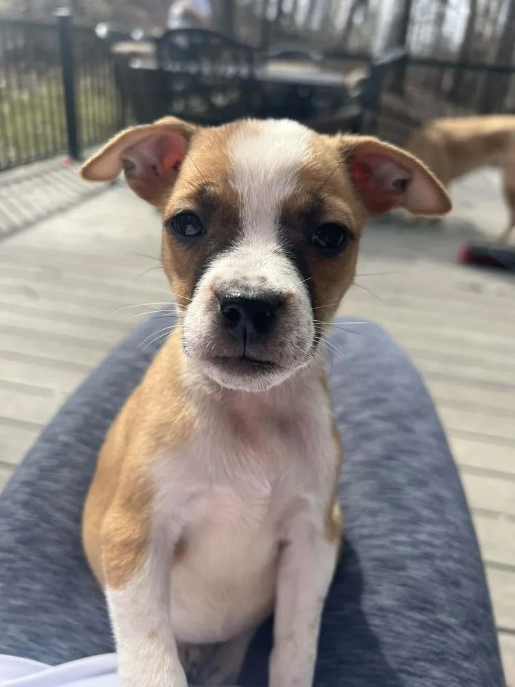 Amaretto thumbnail 4