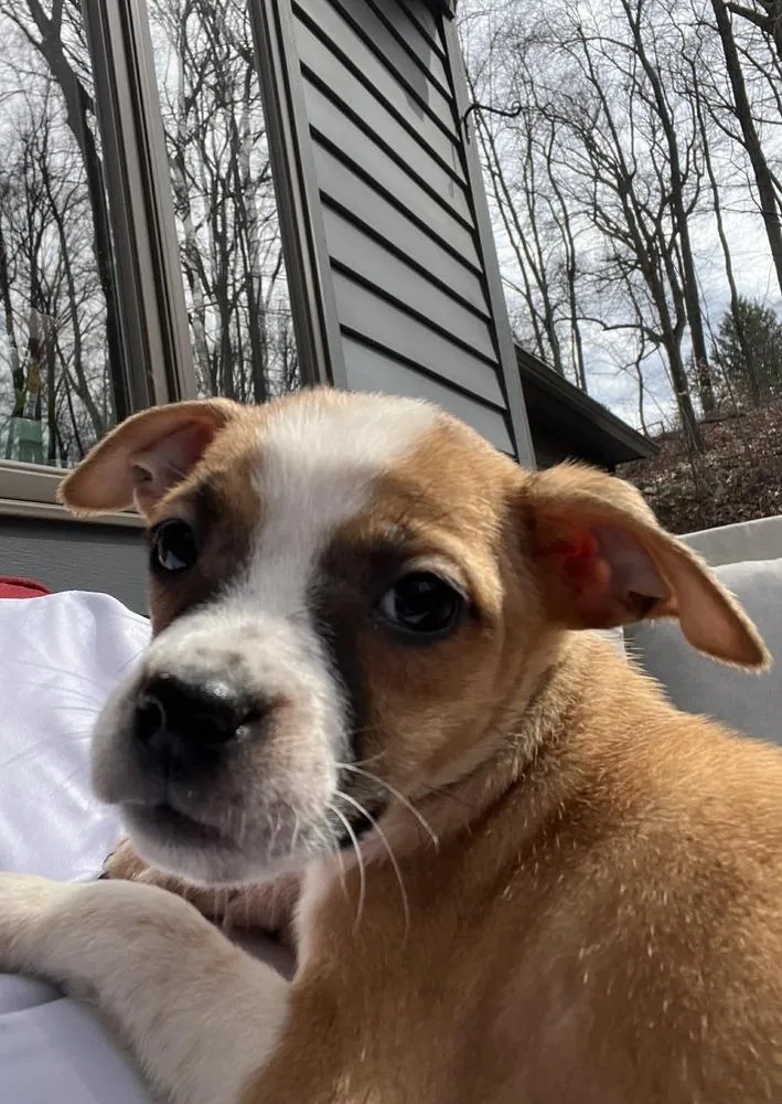 Amaretto thumbnail 5