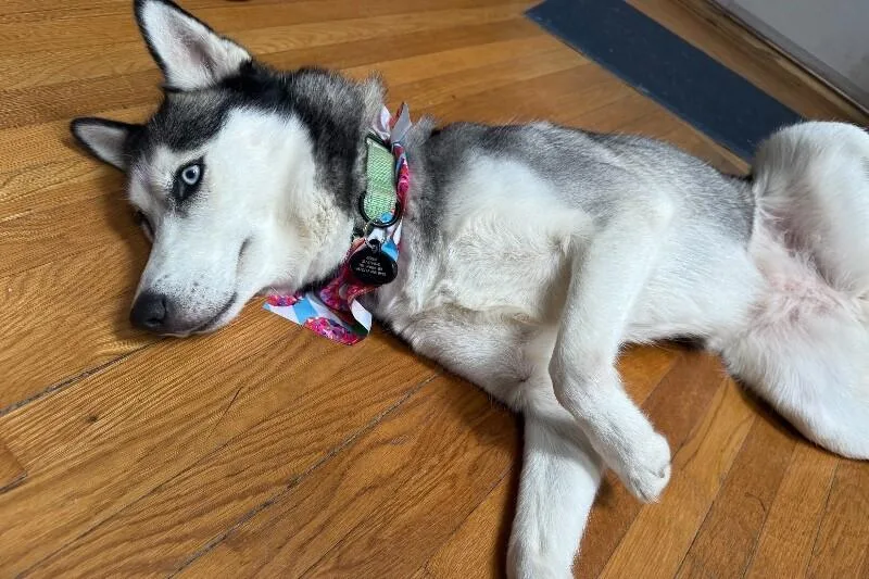 An adult large-sized female Black Husky dog named Sky for adoption in Cincinnati, OH