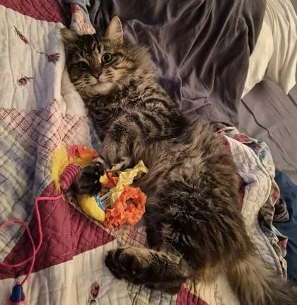 Scotland Fiv+ thumbnail 3