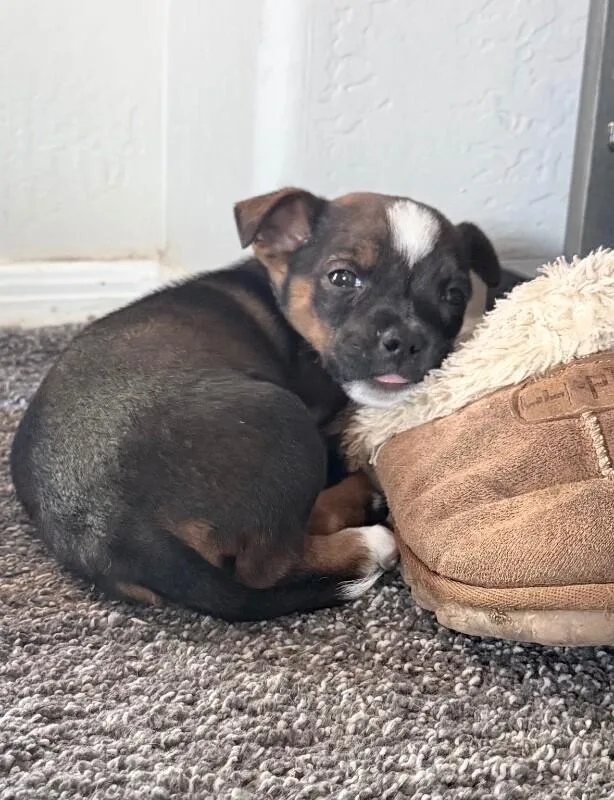 Georgia Desert Litter thumbnail 2