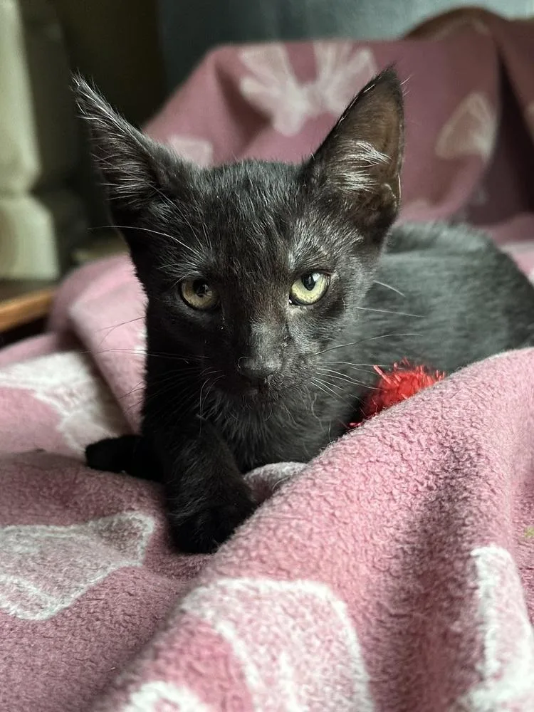 A baby small-sized female Black & White / Tuxedo Domestic Short Hair cat named Cosmo for adoption in Little Rock, AR