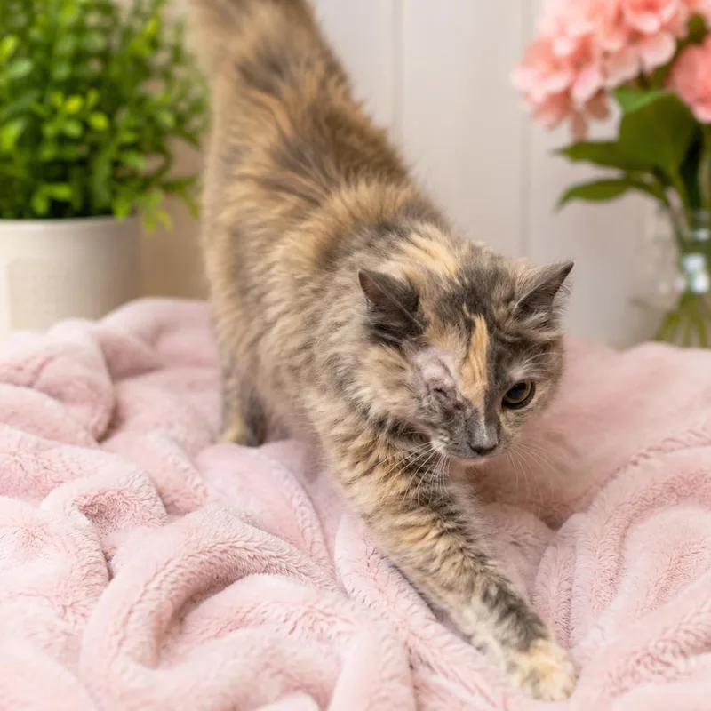 A young small-sized female Calico Domestic Medium Hair cat named Pheobe for adoption in Eufaula, AL