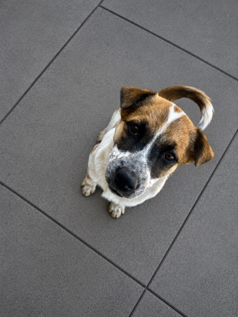 A baby medium-sized female Australian Cattle Dog / Blue Heeler dog named Burda for adoption in Fort Lupton, CO