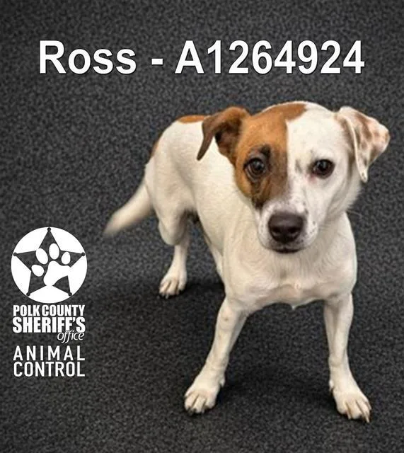 An adult small-sized male Parson Russell Terrier dog named Ross for adoption in Winter Haven, FL