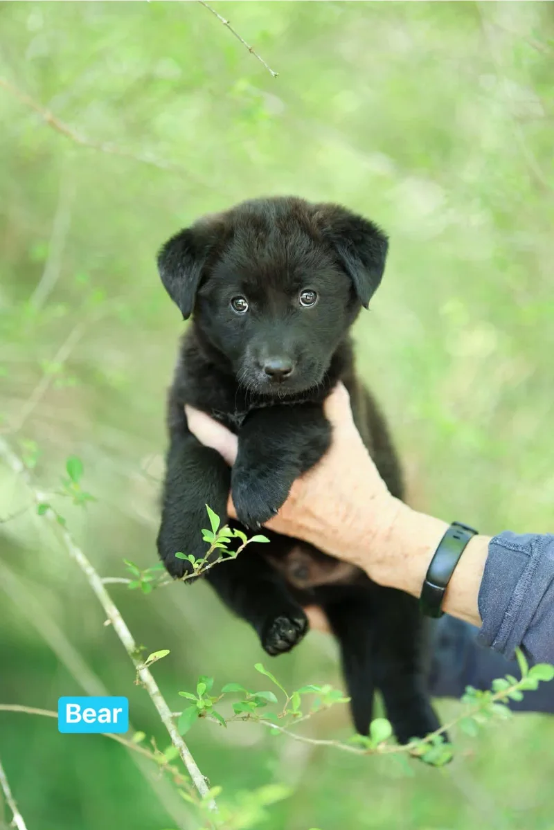 Bear