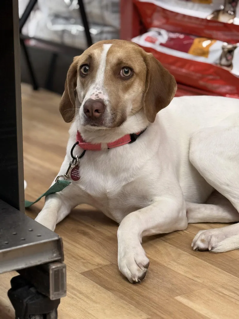 An adult medium-sized female Labrador Retriever dog named Wren for adoption in Nashville, TN
