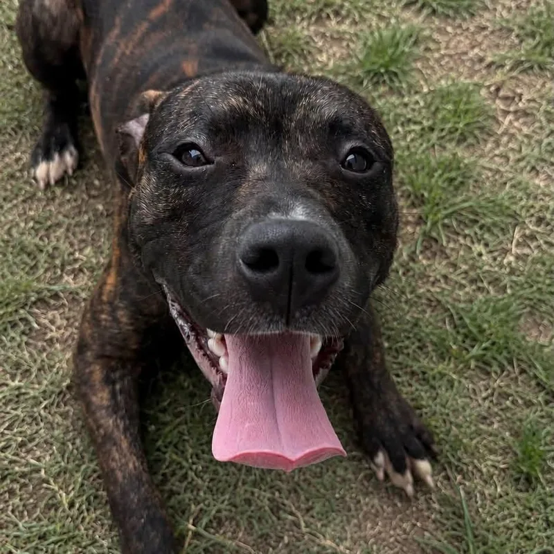 A young medium-sized male Brindle Mixed Breed dog named Richard for adoption in Warren, OH