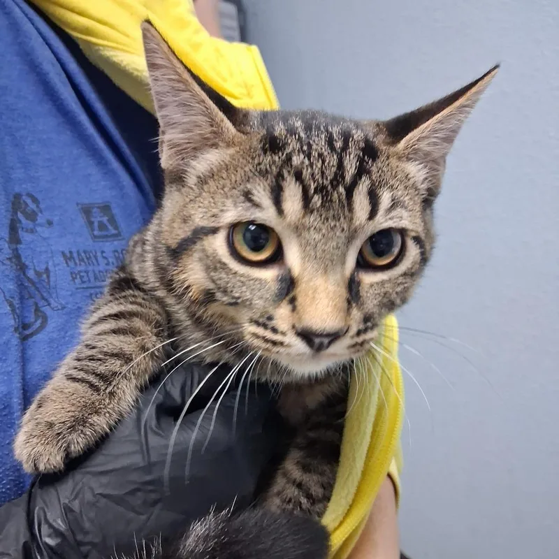 A baby small-sized male Brown / Chocolate Domestic Short Hair cat named Tokyo for adoption in Riverside, CA