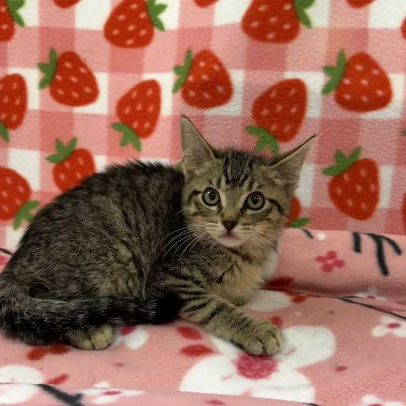 A baby small-sized male Brown / Chocolate Domestic Short Hair cat named Iron Man for adoption in Deerfield, IL