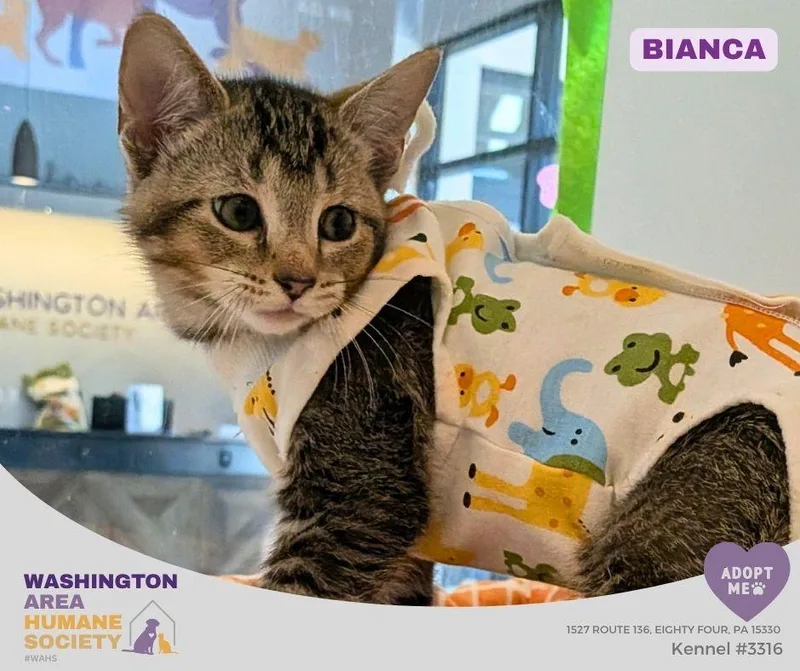 A baby small-sized female Tabby (Buff / Tan / Fawn) Domestic Short Hair cat named Bianca for adoption in Eighty Four, PA