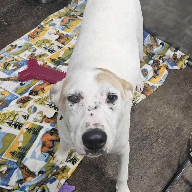 A young large-sized male White / Cream Shepherd dog named Sarge for adoption in Kalamazoo, MI