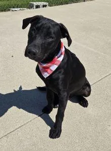 A young medium-sized male Labrador Retriever dog named Coal for adoption in Bucyrus, OH