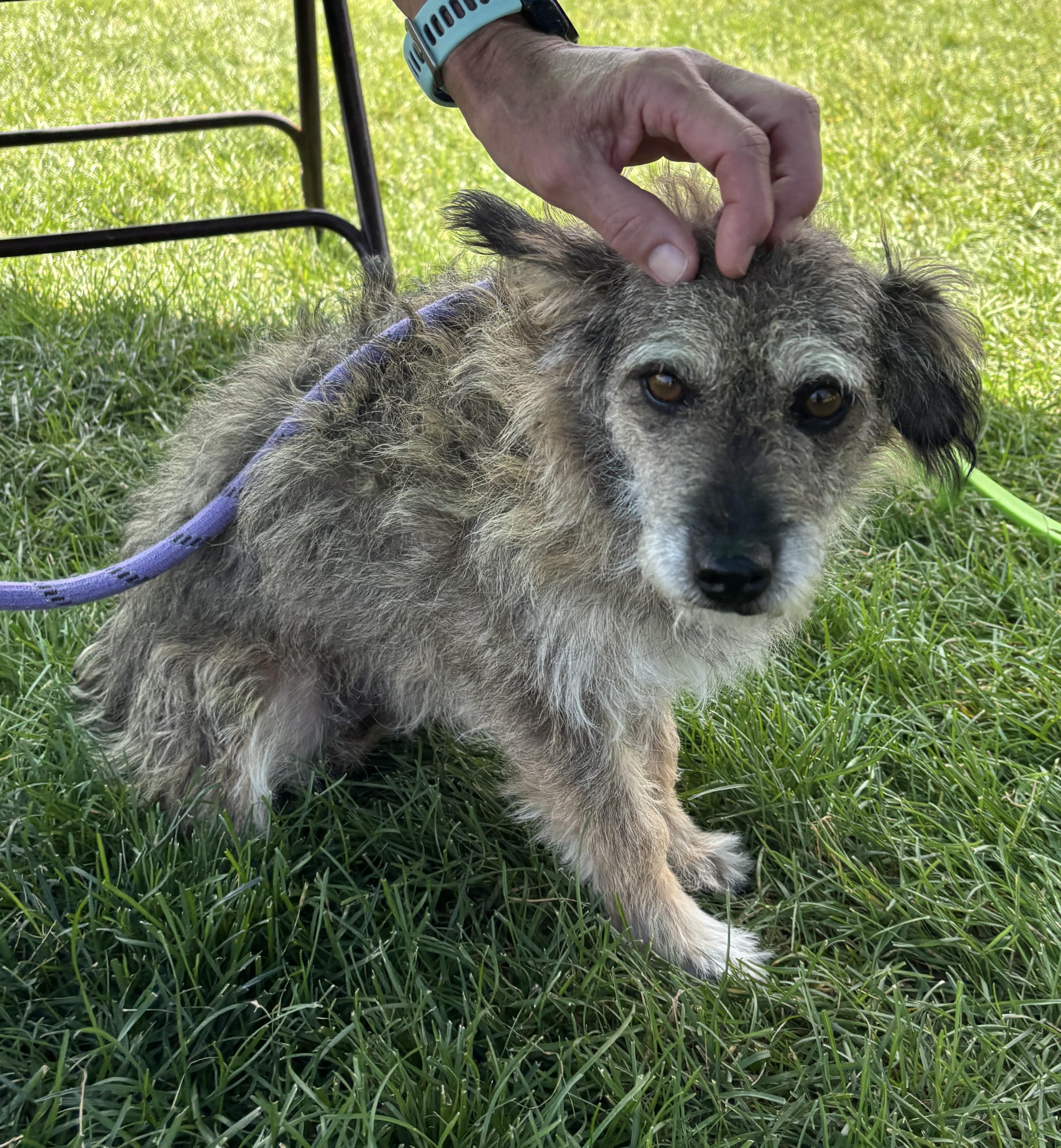 An adult small-sized male Gray / Blue / Silver Terrier dog named Gizmo for adoption in Montrose, CO