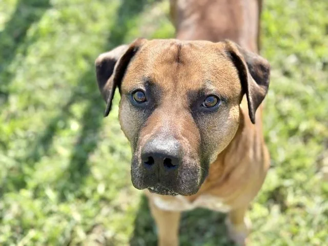 A young large-sized male Pit Bull Terrier dog named Banksy for adoption in Tulsa, OK