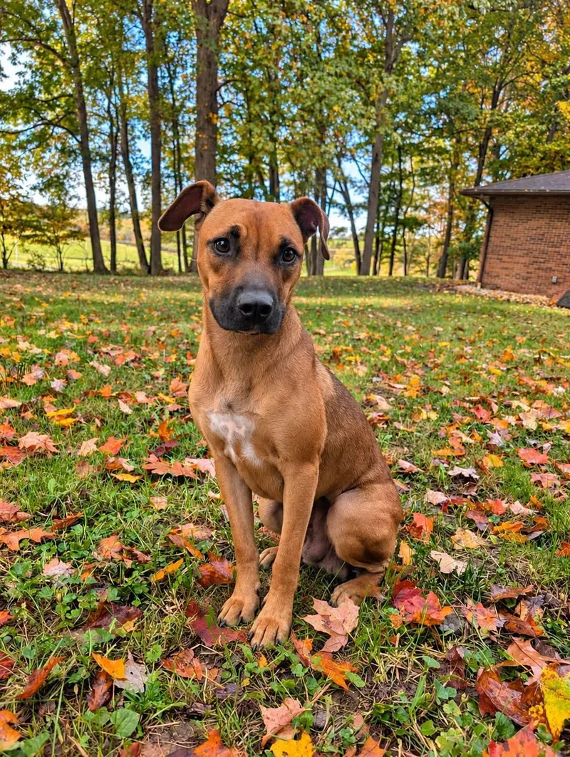 An adult small-sized female Yellow / Tan / Blond / Fawn Hound dog named Nala for adoption in Lewis Center, OH