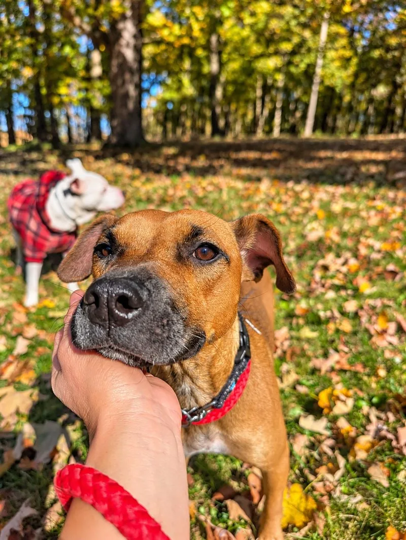 Nala thumbnail 3