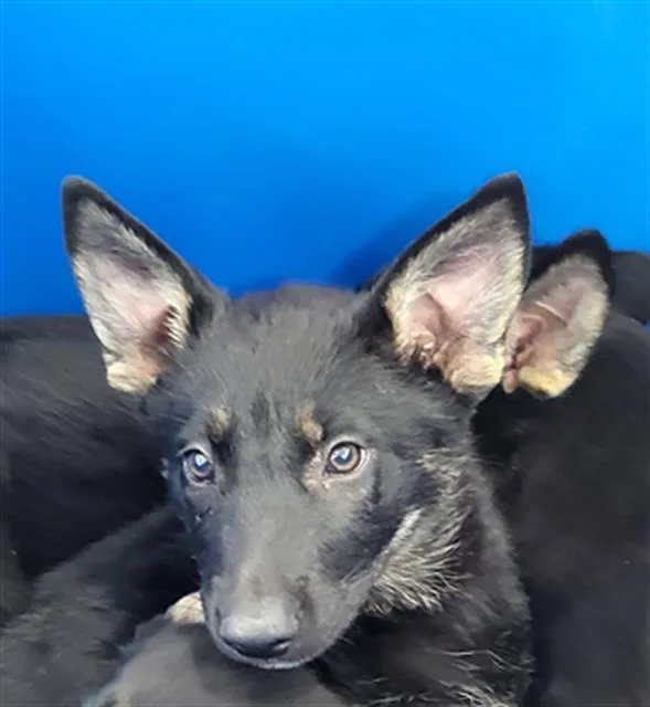 A young large-sized female Mixed Breed dog named Rumi for adoption in Dallas, TX