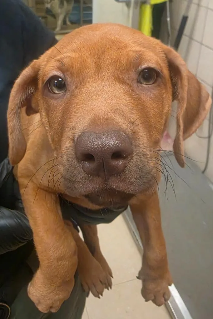 A baby small-sized female Mixed Breed dog named Jade for adoption in Bossier City, LA