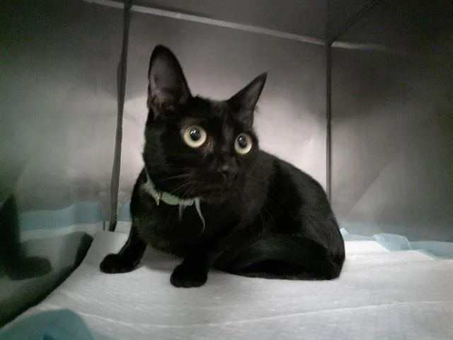 A young medium-sized female Domestic Short Hair cat named Raven for adoption in Panama City, FL