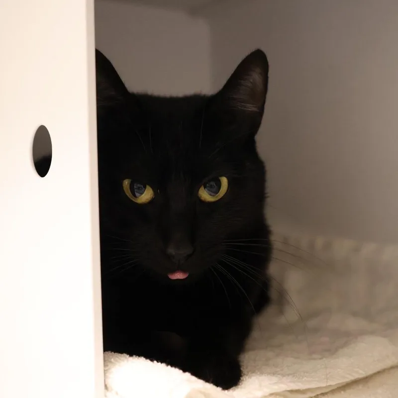 An adult medium-sized female Black Domestic Short Hair cat named Reina for adoption in Briarcliff Manor, NY