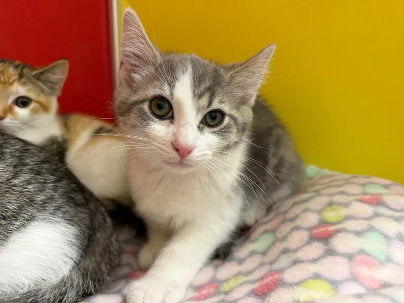 A baby small-sized male Tabby cat named Arthur for adoption in Powell, OH