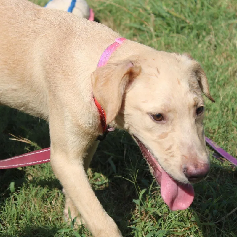 A young medium-sized female Yellow / Tan / Blond / Fawn Retriever dog named Fo for adoption in Cleveland, MS
