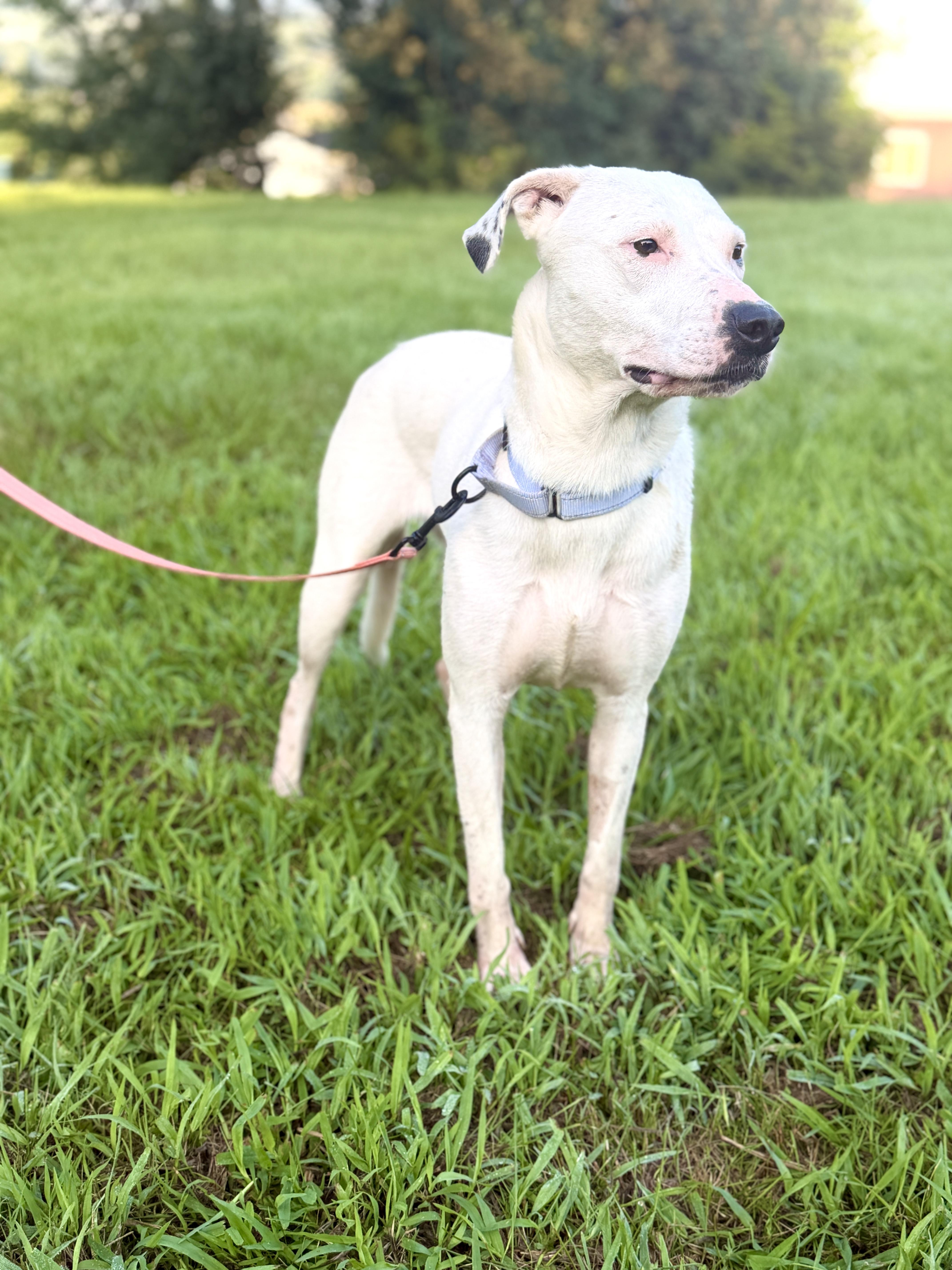 A young medium-sized female White / Cream Dalmatian dog named Serenity Transport for adoption in Gradyville, KY