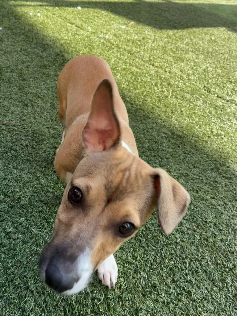 A young small-sized male Terrier dog named Howard for adoption in Seguin, TX