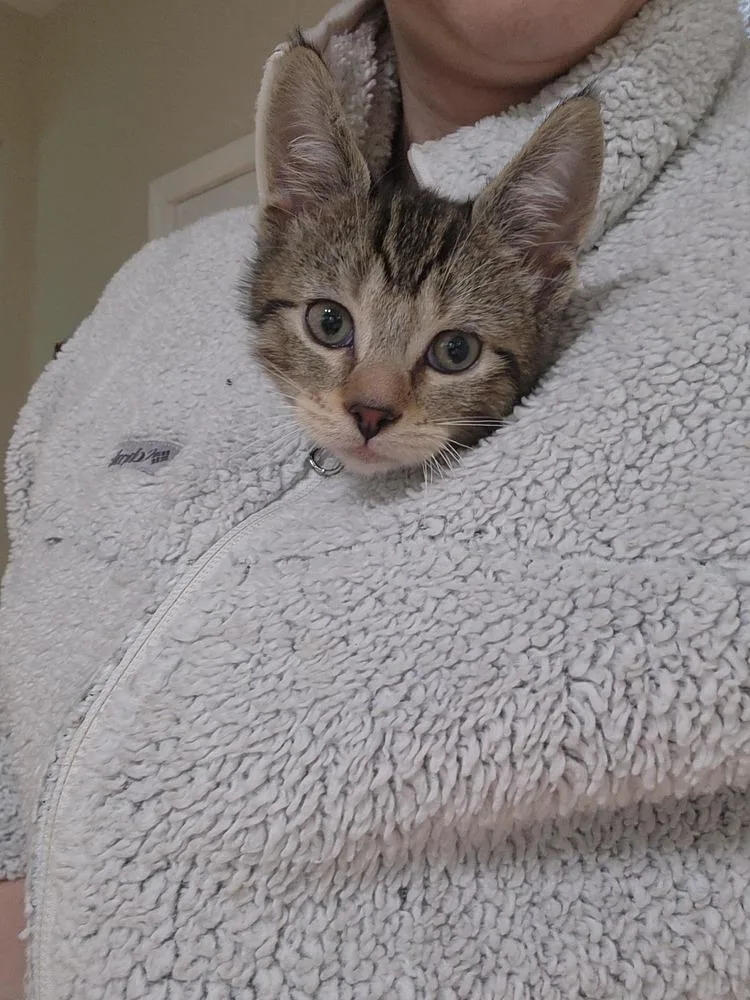 A baby small-sized male Domestic Short Hair cat named German Chocolate Cake for adoption in Wheaton, IL