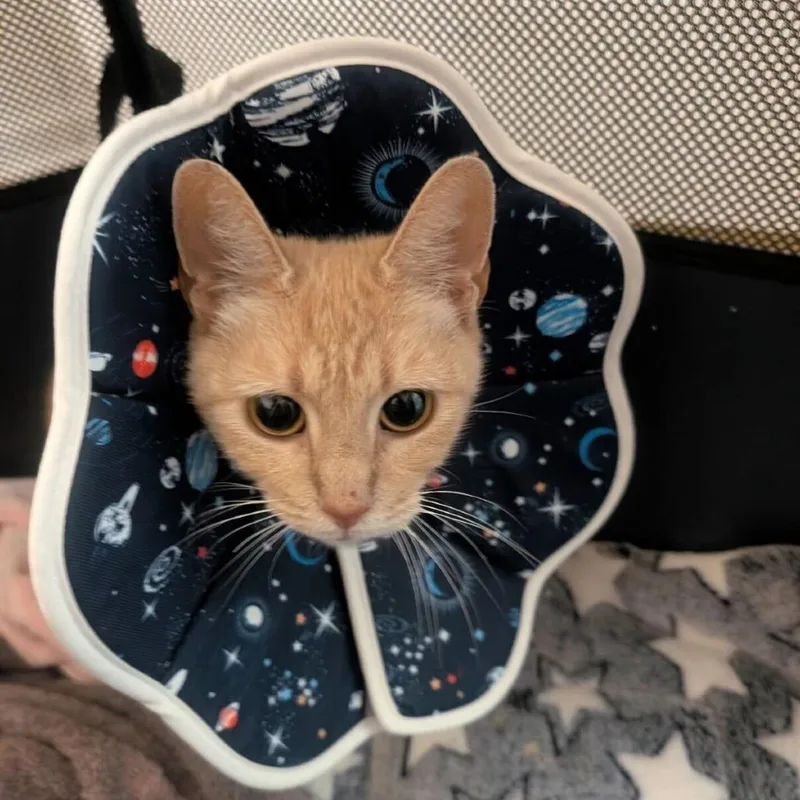 A young medium-sized female Orange / Red Domestic Short Hair cat named Gingy for adoption in New York, NY